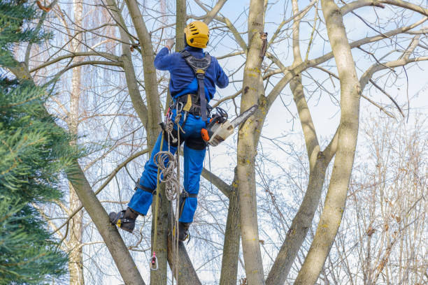 Best Emergency Tree Removal  in Lake Placid, NY